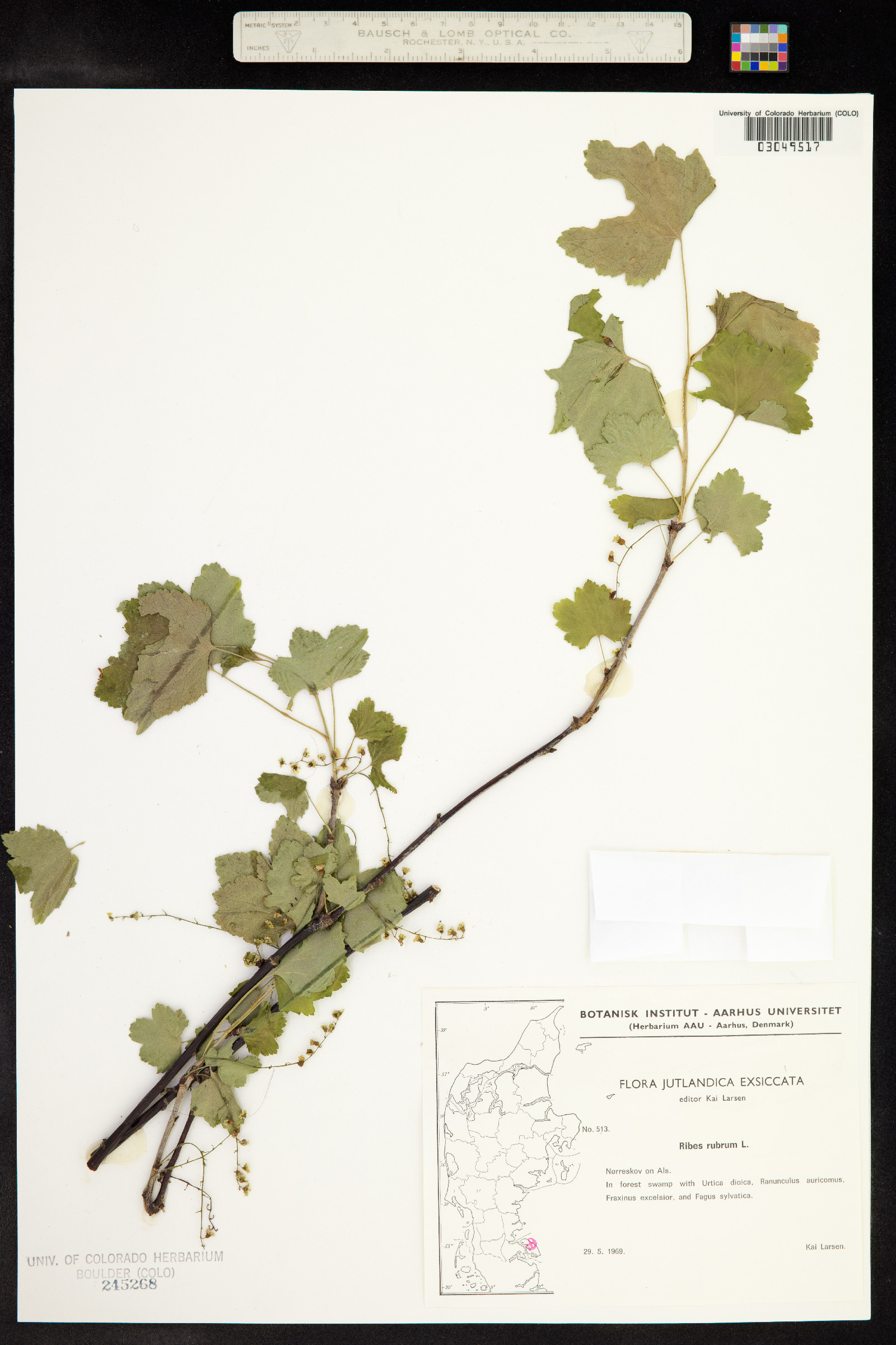 Ribes rubrum image