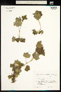 Ribes orientale image