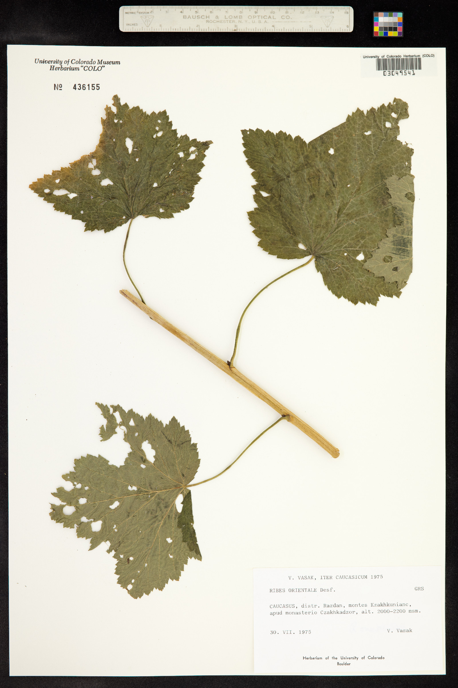 Ribes orientale image