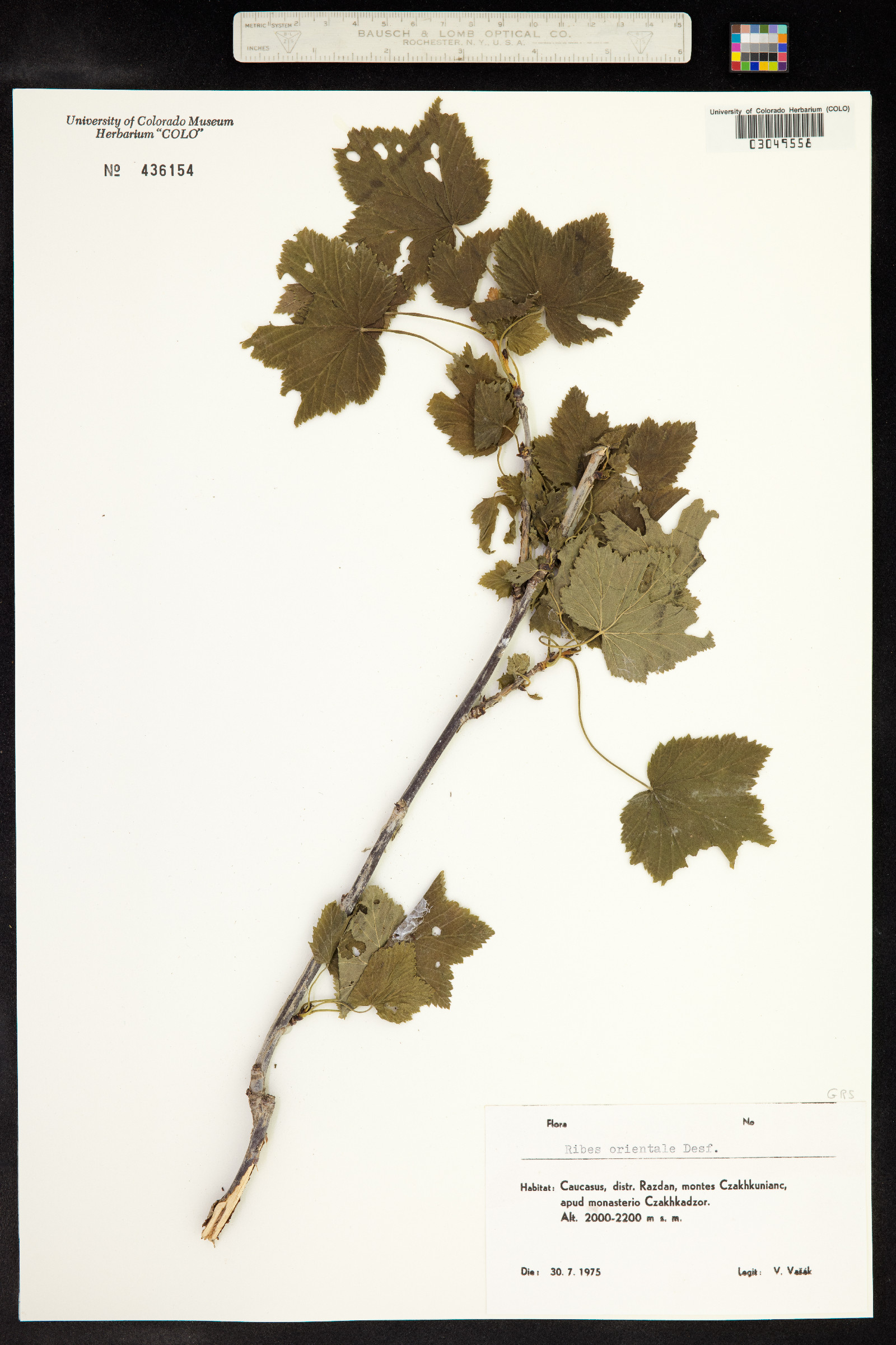 Ribes orientale image