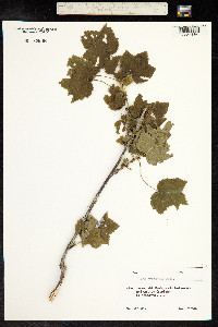 Ribes orientale image