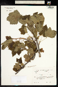Ribes orientale image
