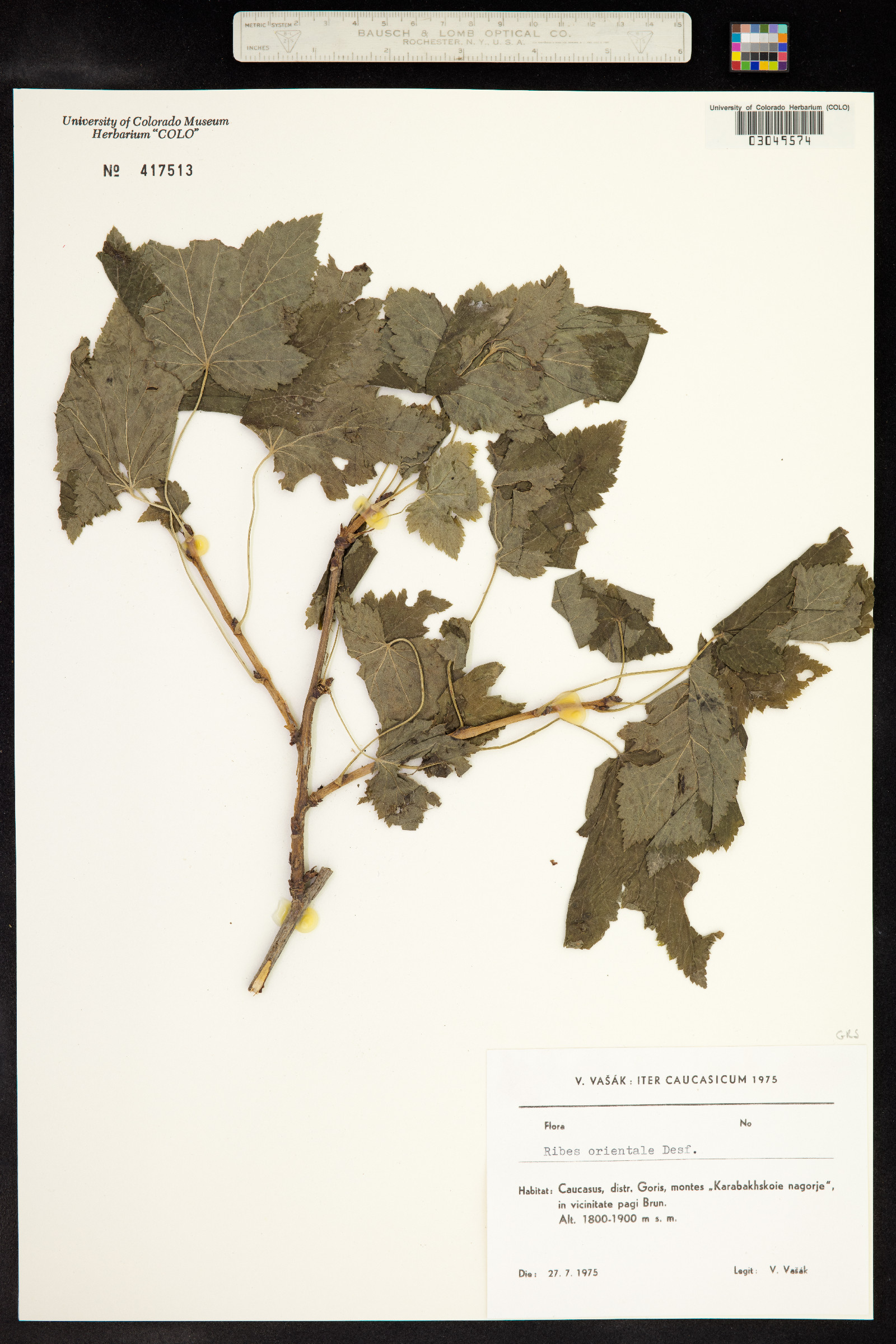 Ribes orientale image