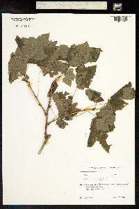 Ribes orientale image