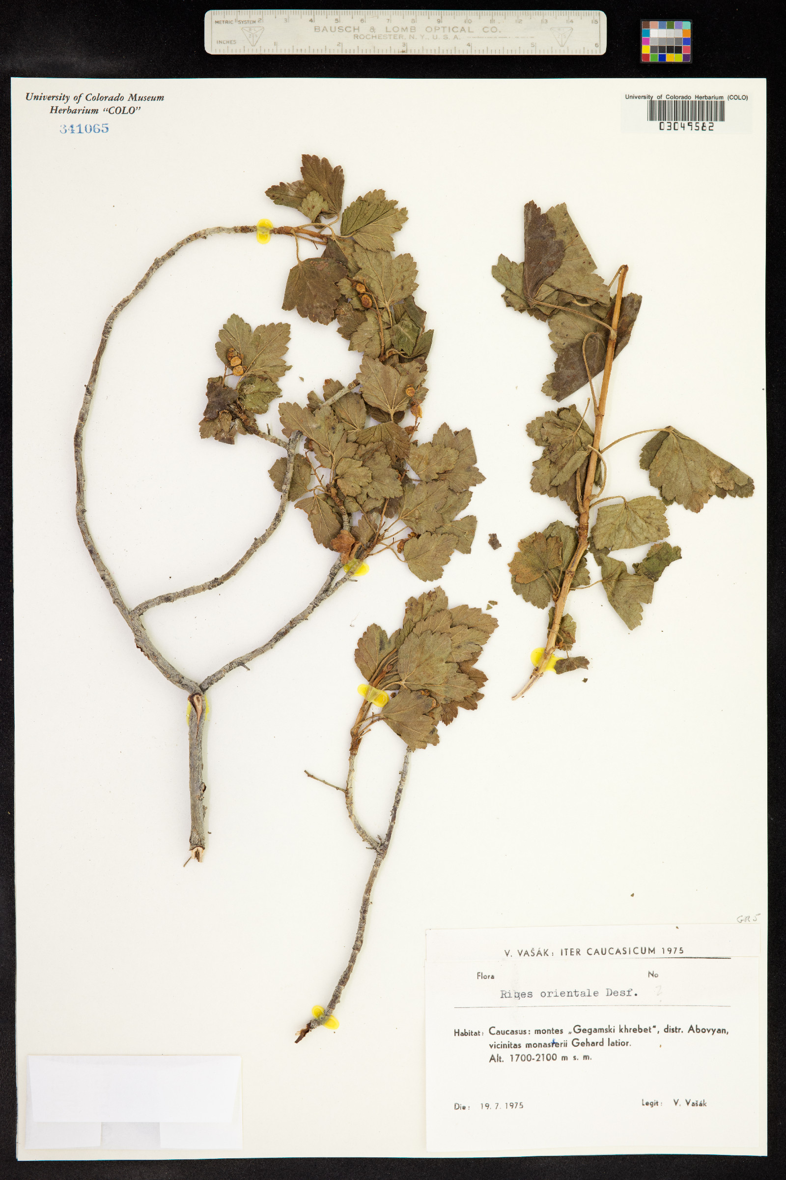 Ribes orientale image