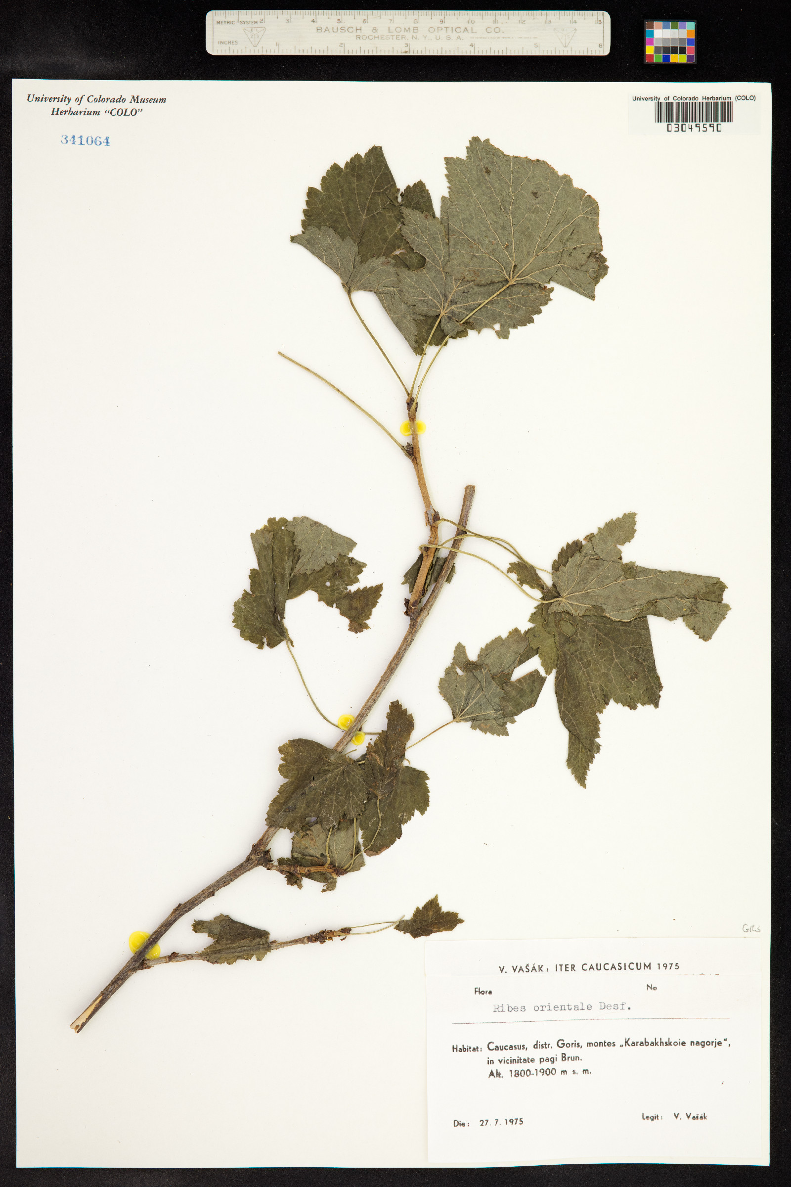 Ribes orientale image