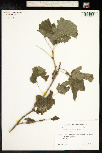 Ribes orientale image