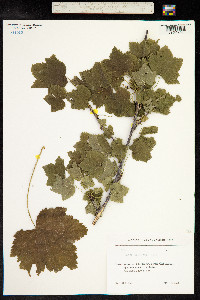 Ribes orientale image