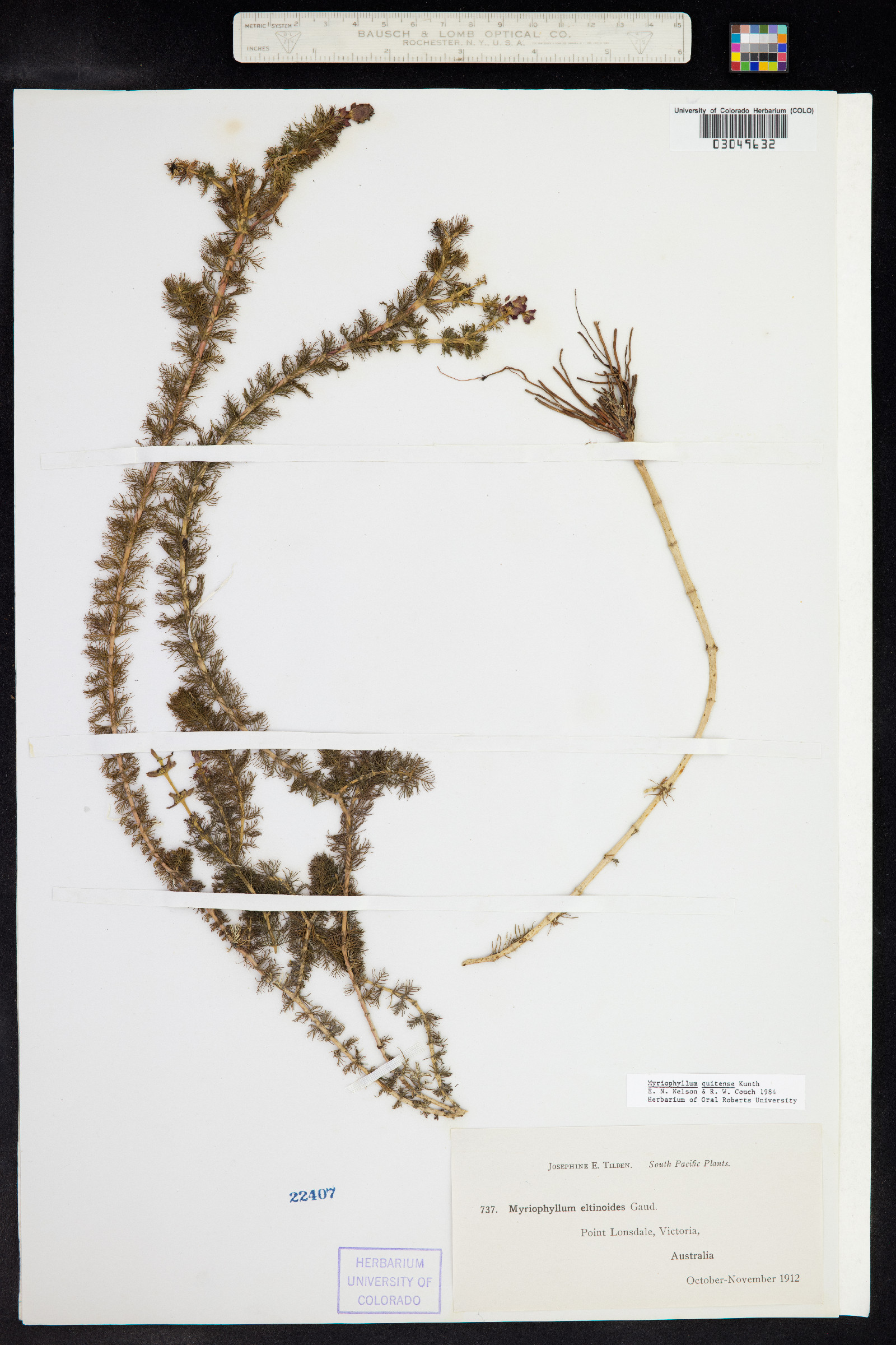 Myriophyllum quitense image