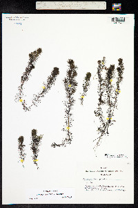 Myriophyllum sibiricum image