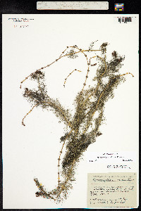 Myriophyllum sibiricum image