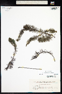 Myriophyllum sibiricum image