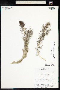 Myriophyllum sibiricum image