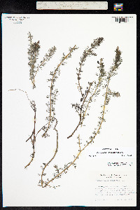 Myriophyllum sibiricum image