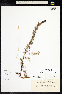 Myriophyllum sibiricum image