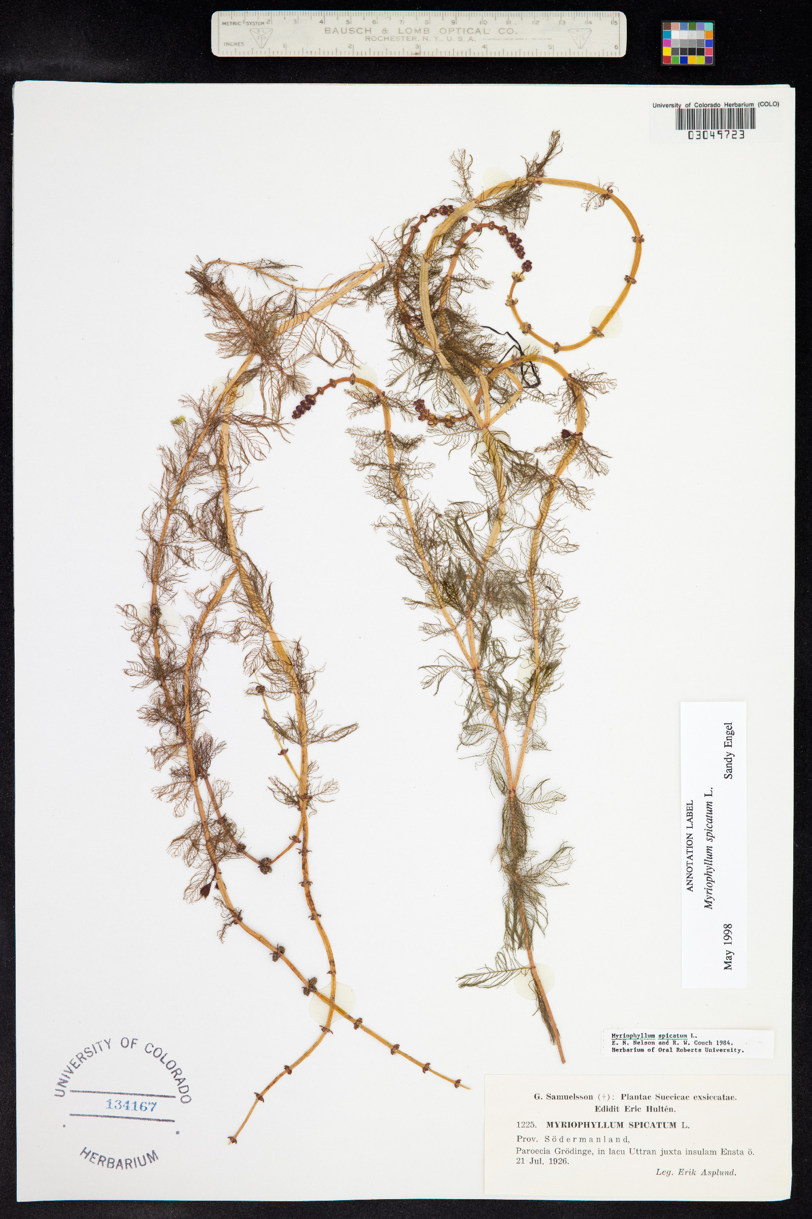 Myriophyllum spicatum image