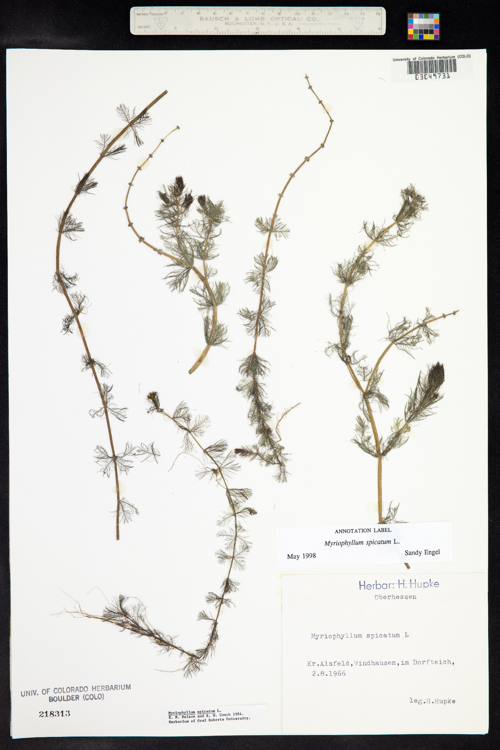 Myriophyllum spicatum image