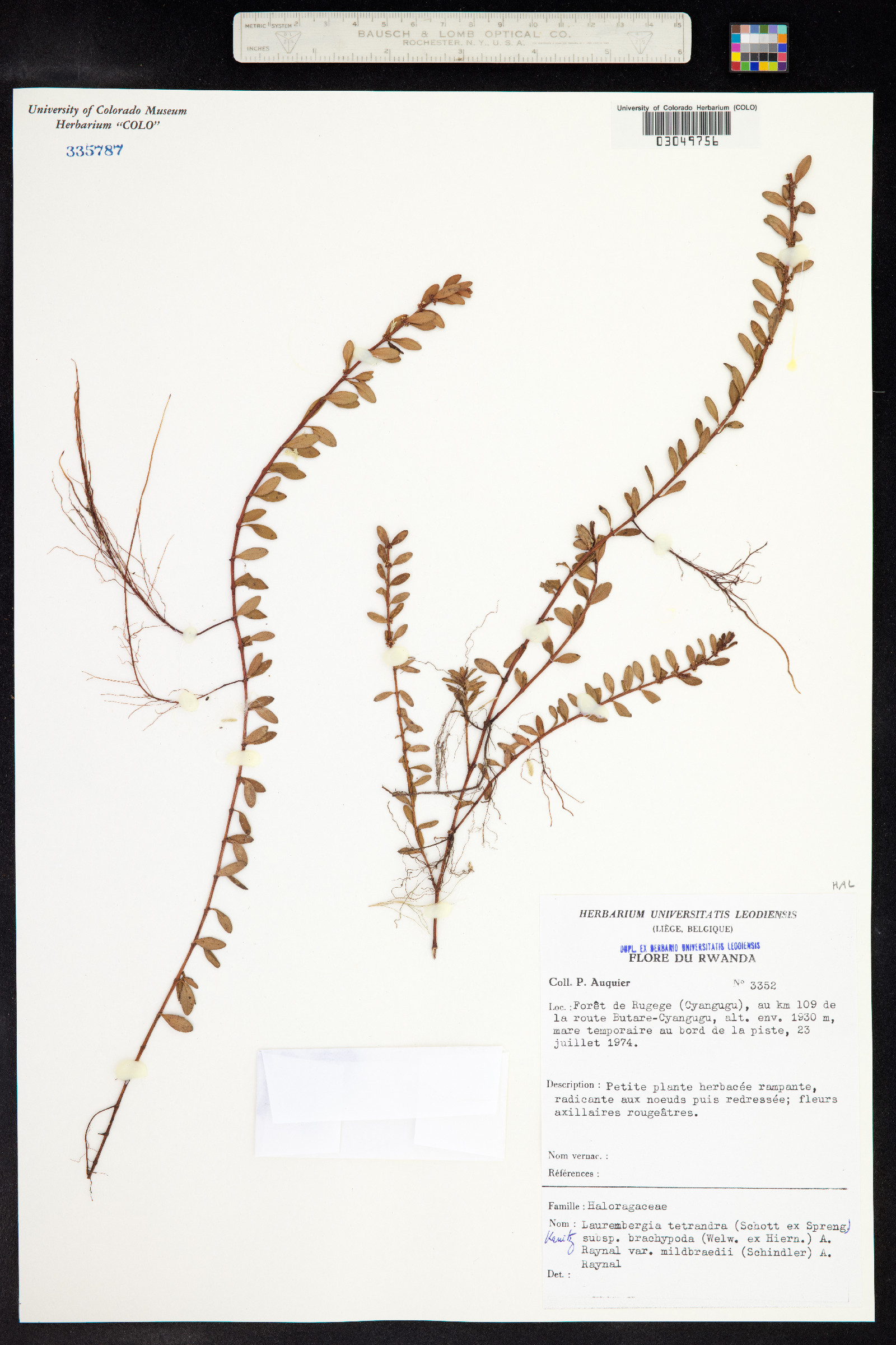 Laurembergia tetrandra image