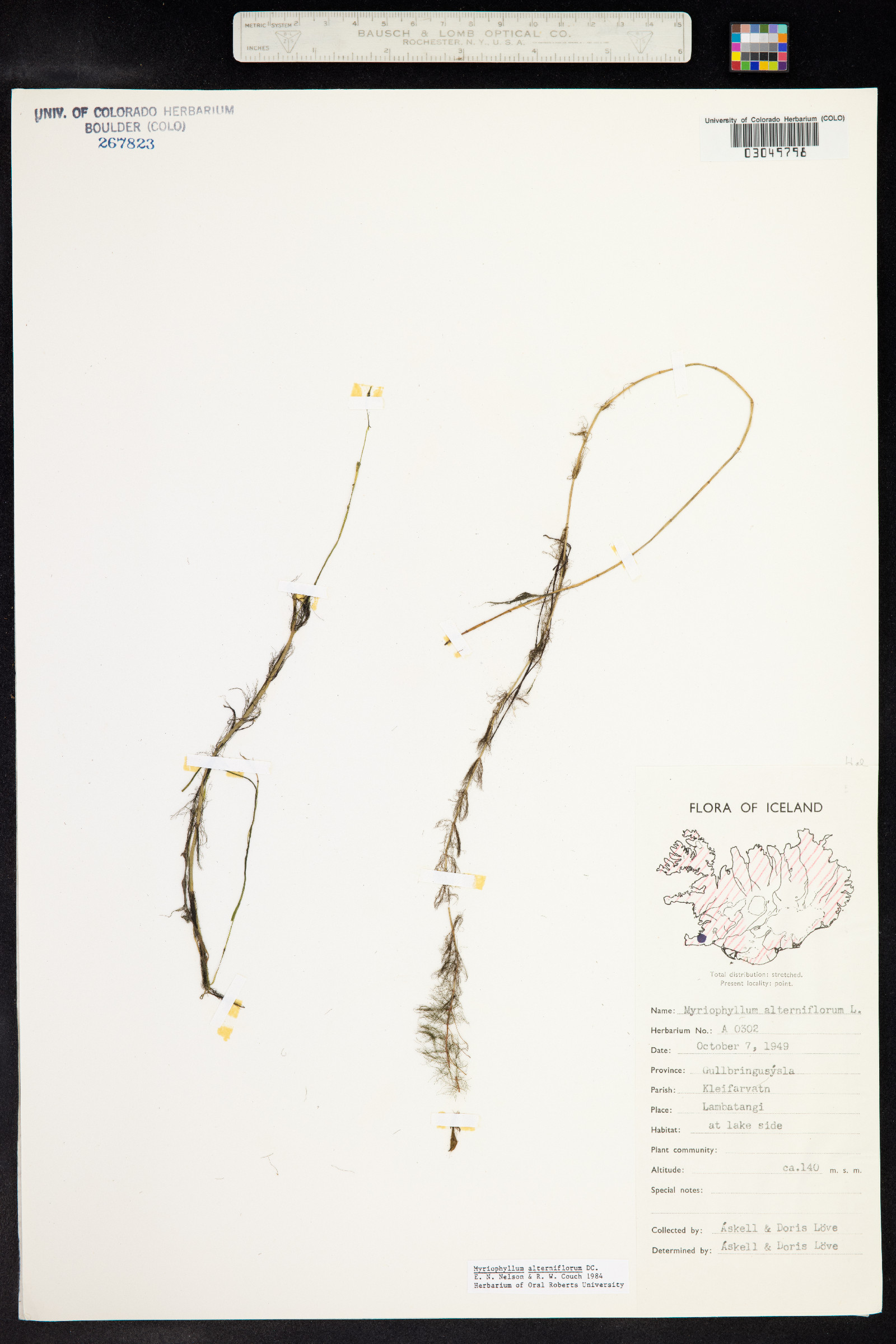 Myriophyllum alterniflorum image