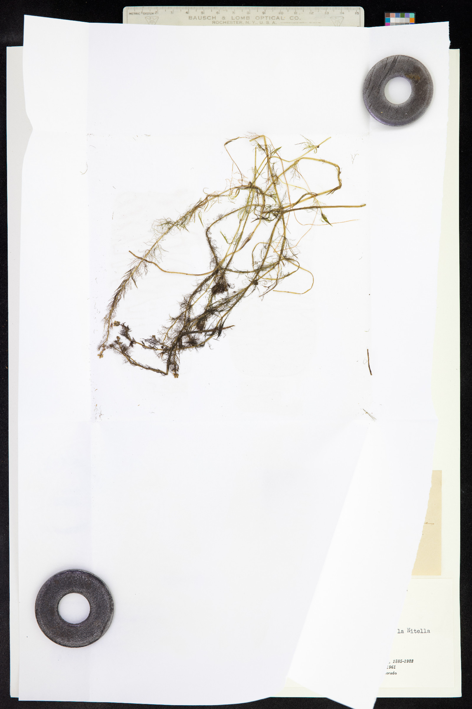 Myriophyllum alterniflorum image