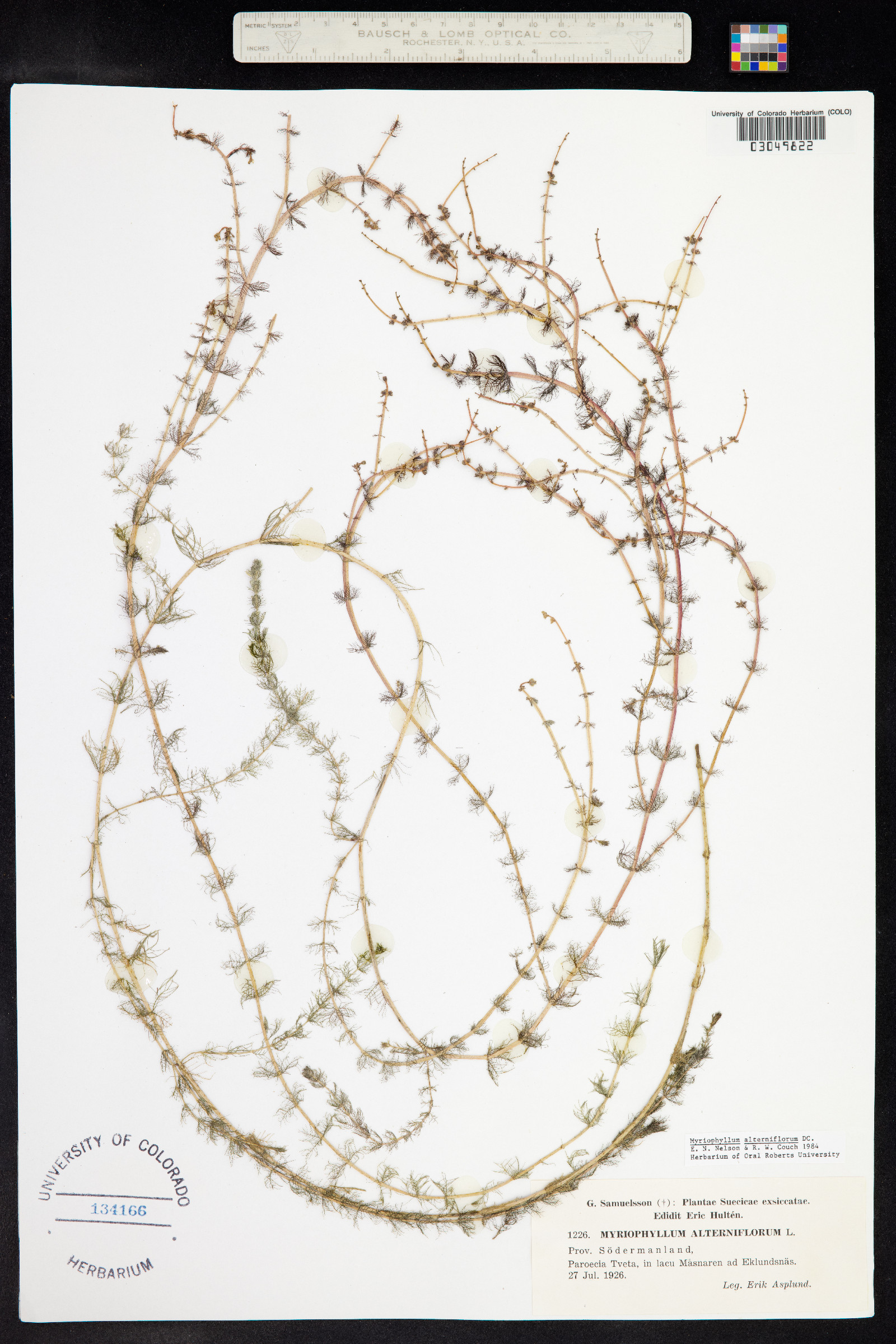 Myriophyllum alterniflorum image