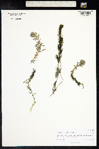 Myriophyllum quitense image