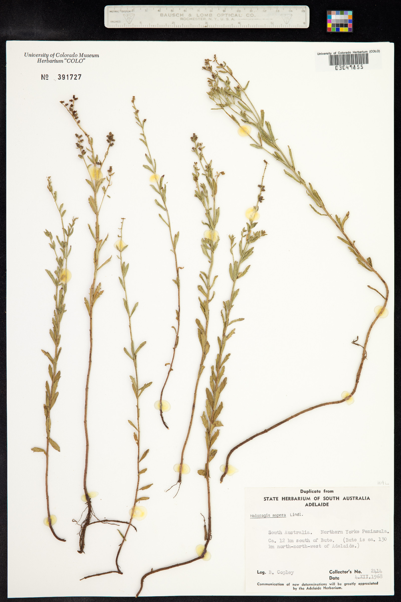 Haloragis aspera image