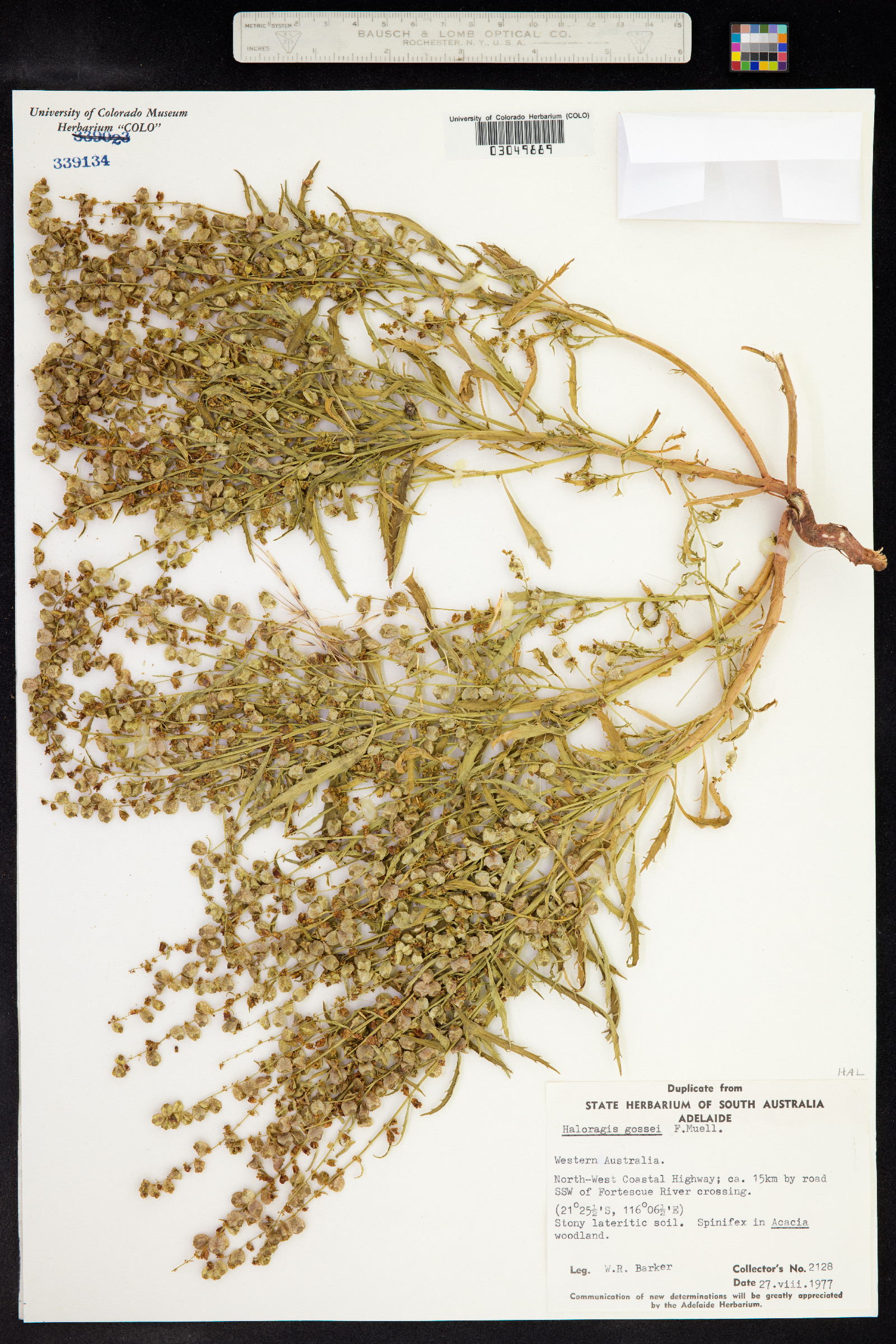Haloragis gossei image