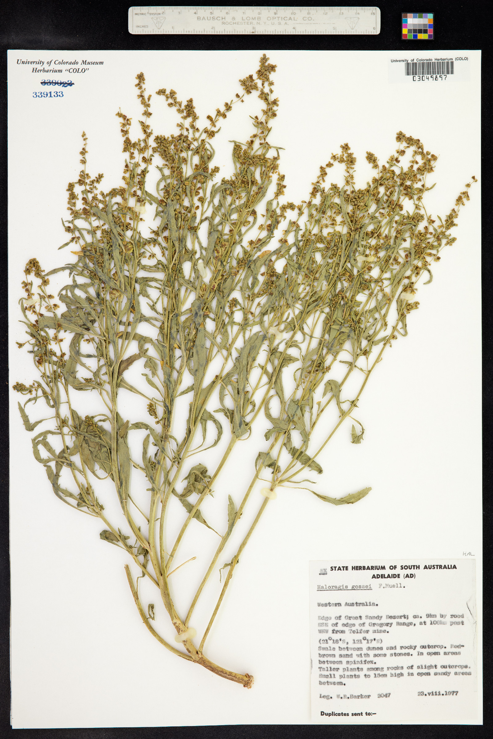 Haloragis gossei image