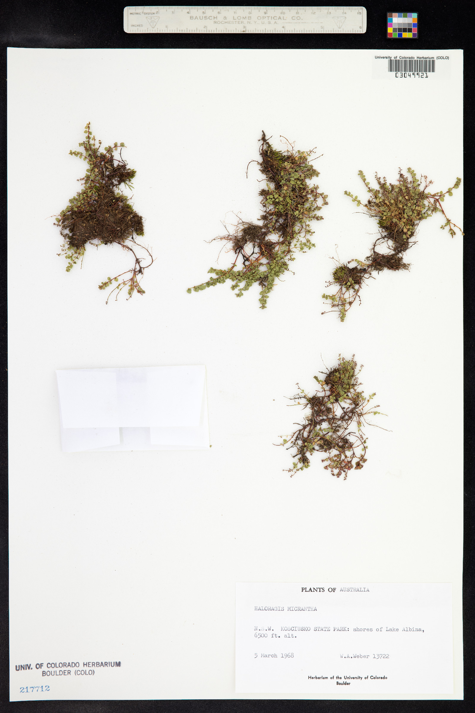 Gonocarpus micranthus image