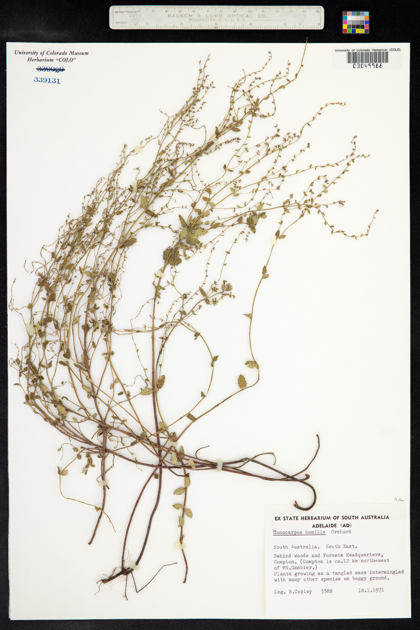 Gonocarpus humilis image