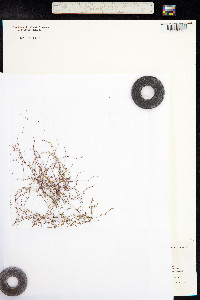 Gonocarpus nodulosus image
