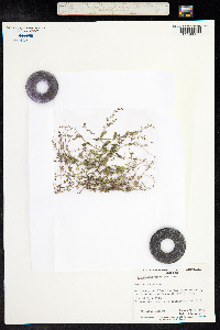 Gonocarpus nodulosus image
