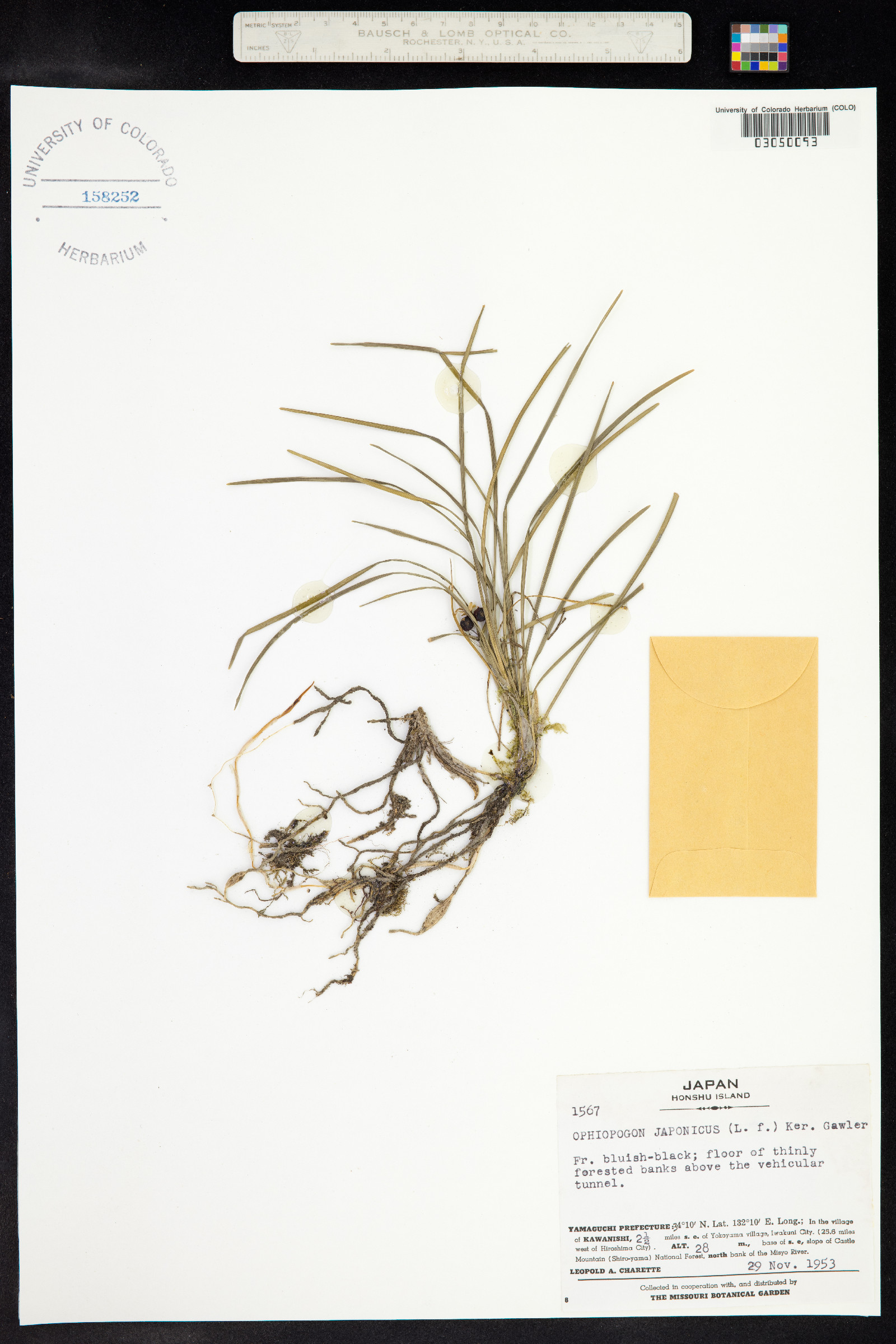 Ophiopogon japonicus image