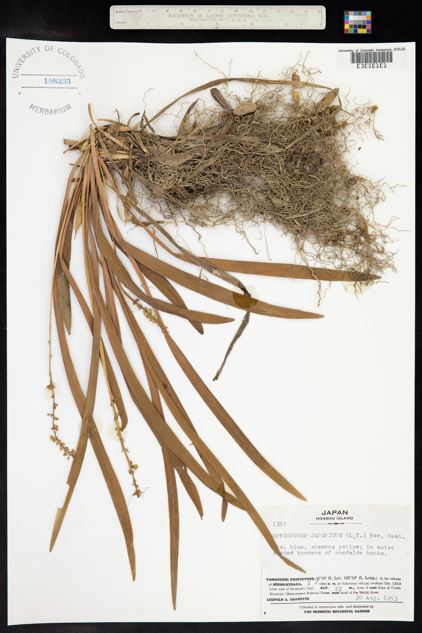 Ophiopogon japonicus image