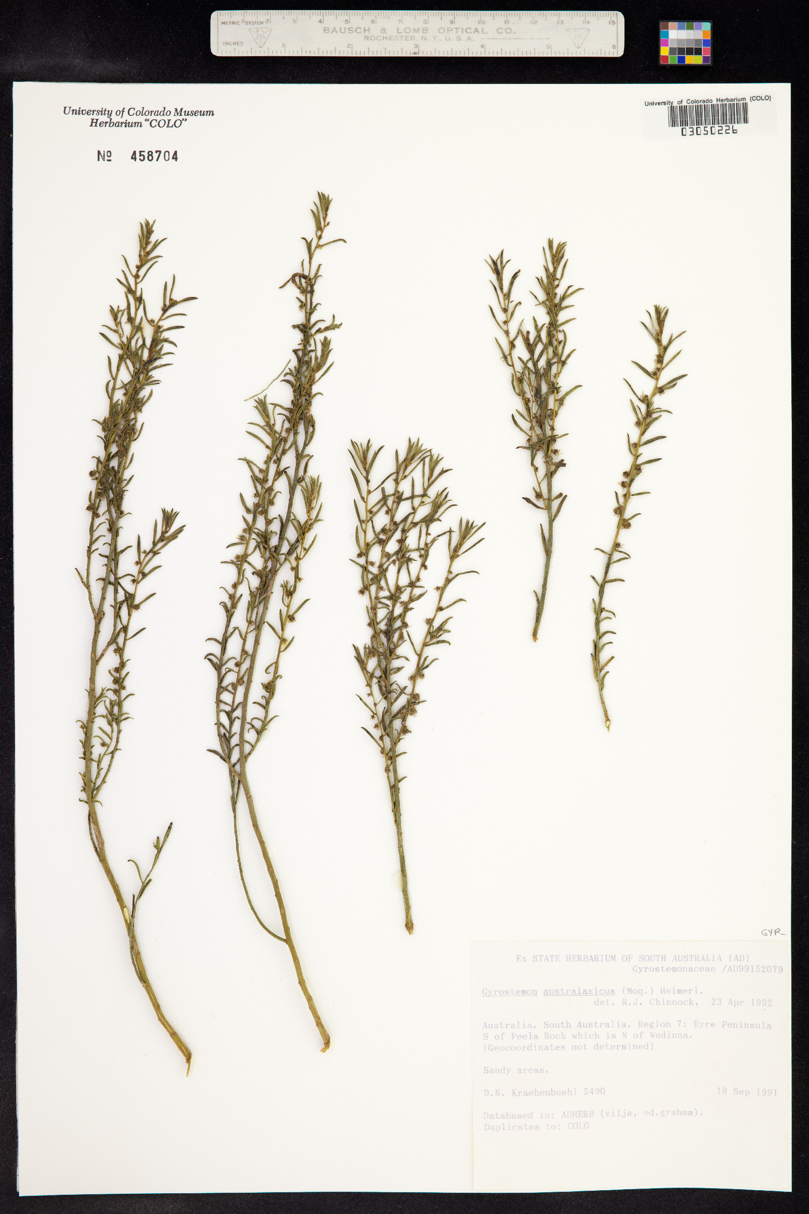 Gyrostemon australasicus image