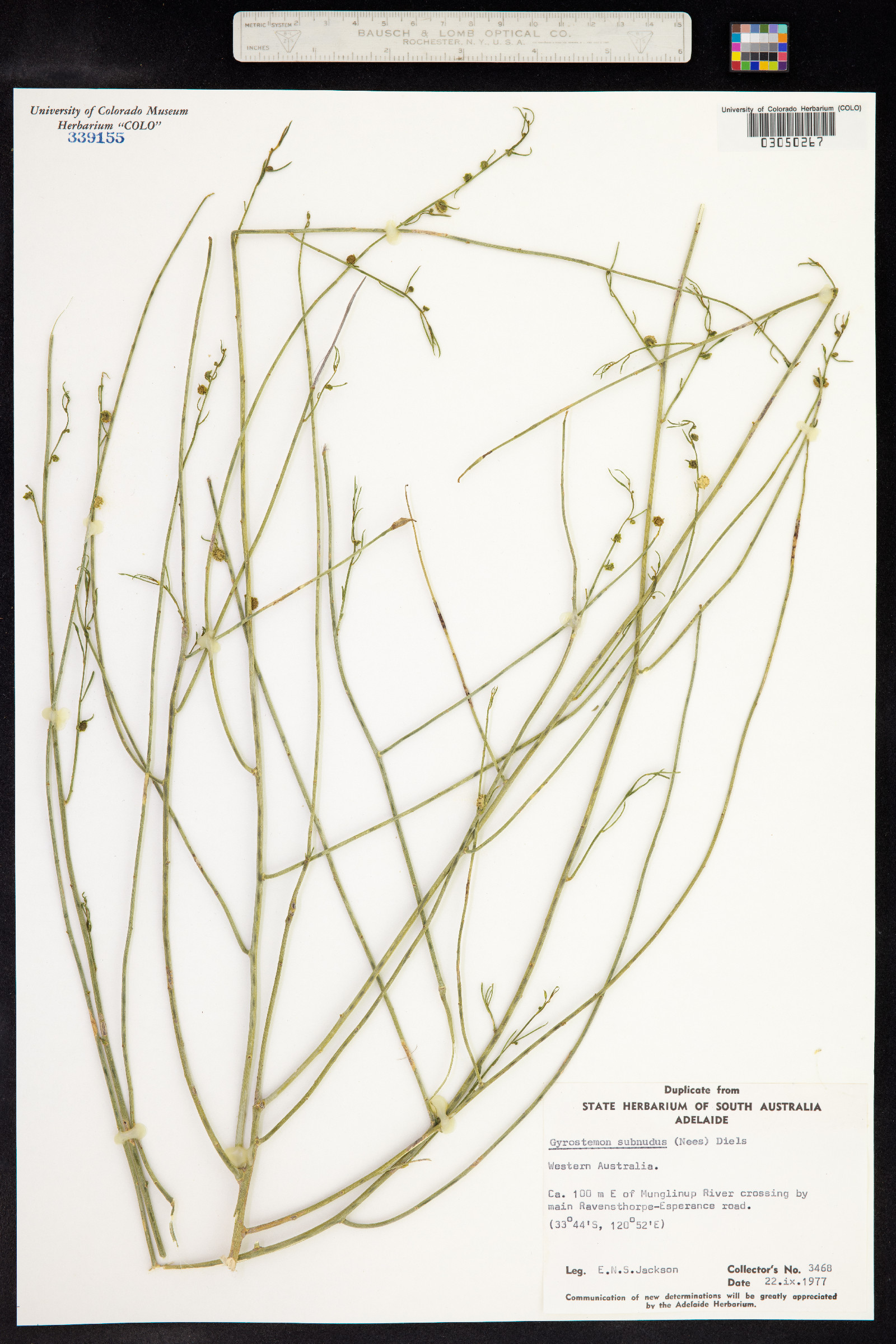 Gyrostemon subnudus image