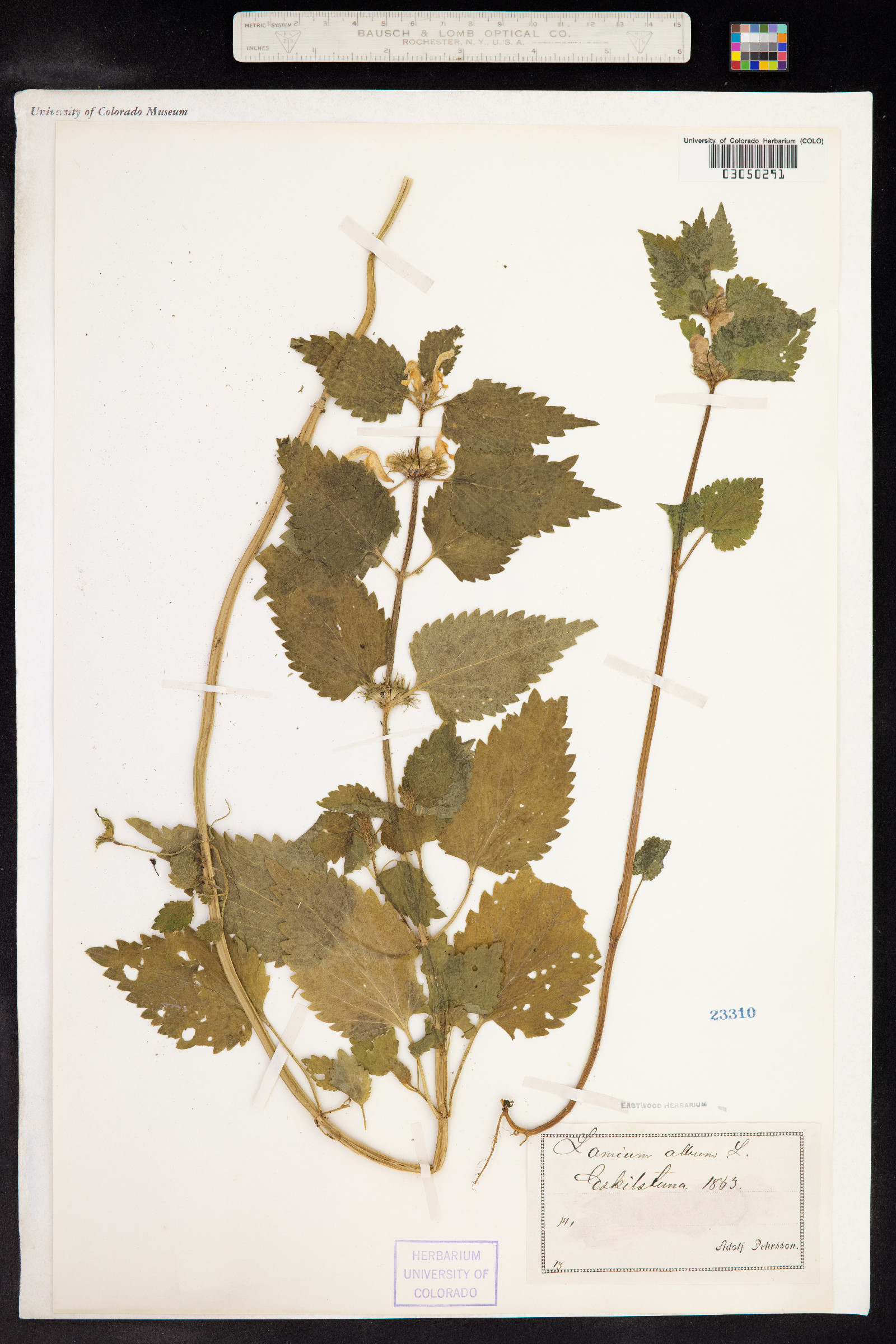 Lamium album image