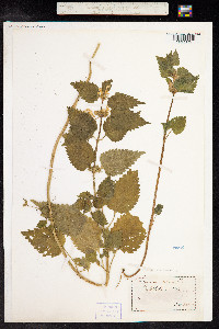 Lamium album image