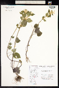 Lamium galeobdolon image
