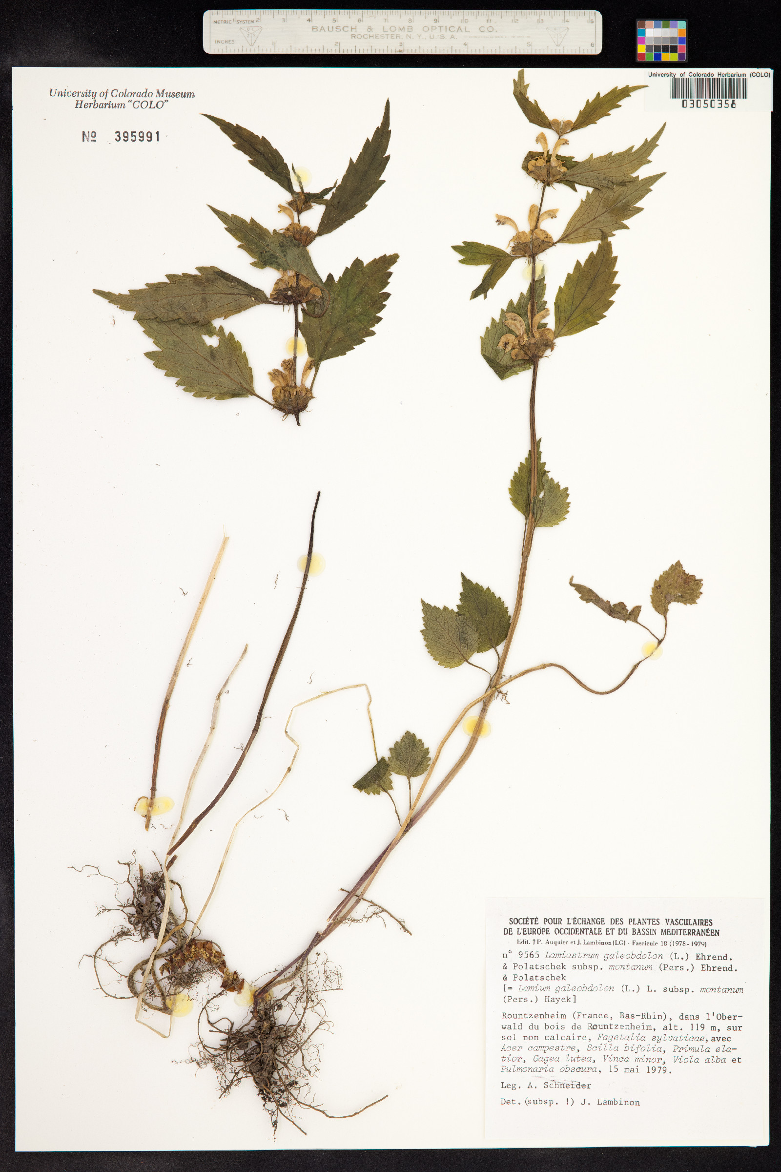 Lamium galeobdolon image