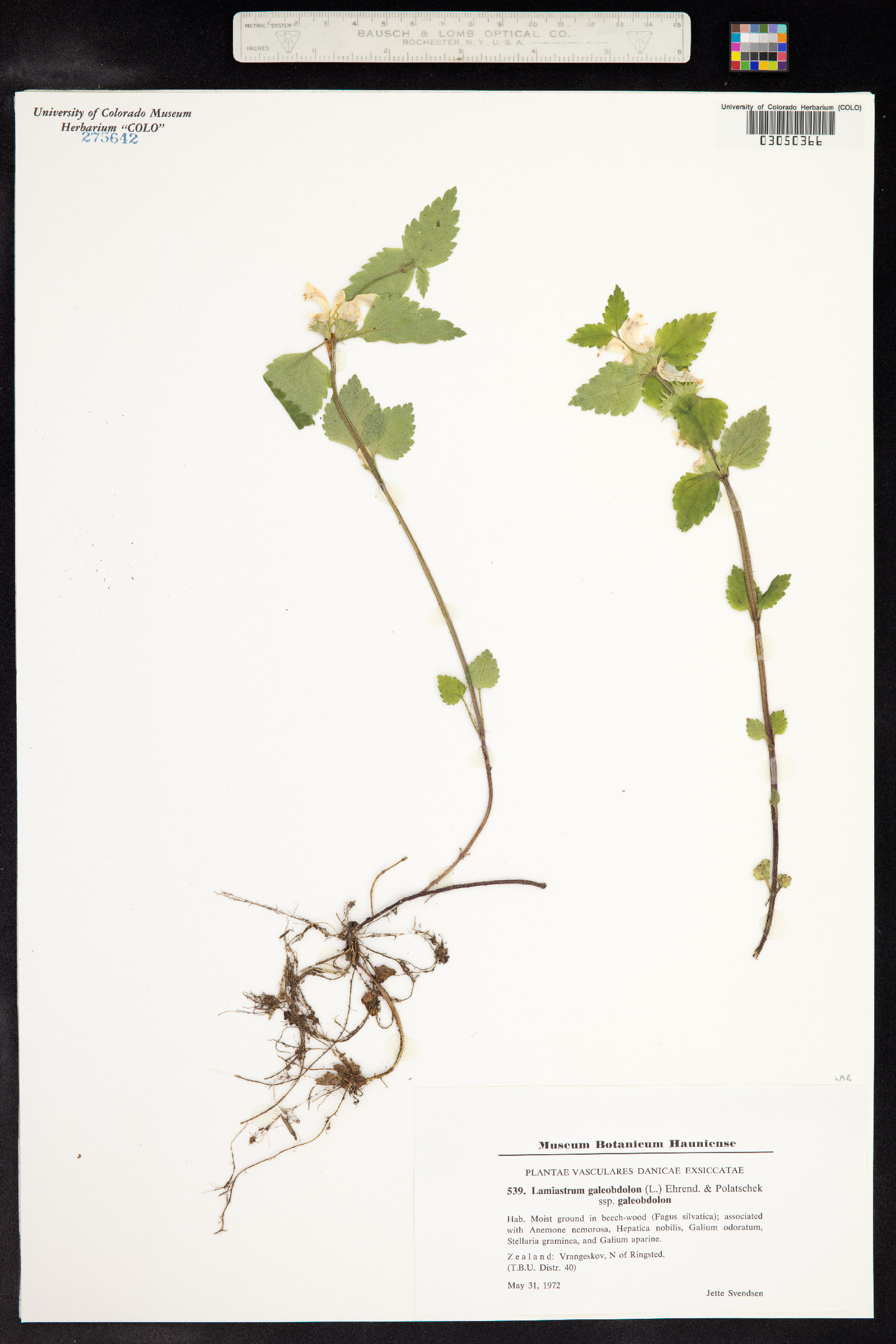 Lamium galeobdolon image
