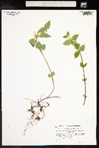 Lamium galeobdolon image