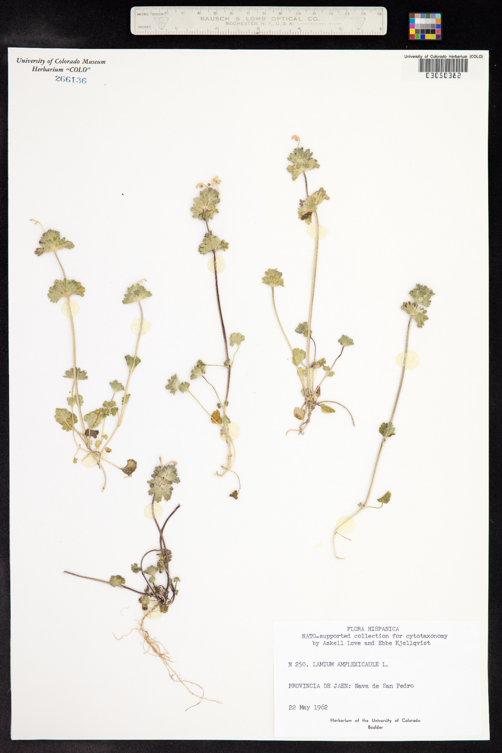 Lamium amplexicaule image