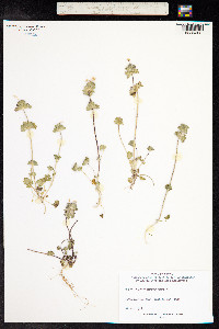 Lamium amplexicaule image
