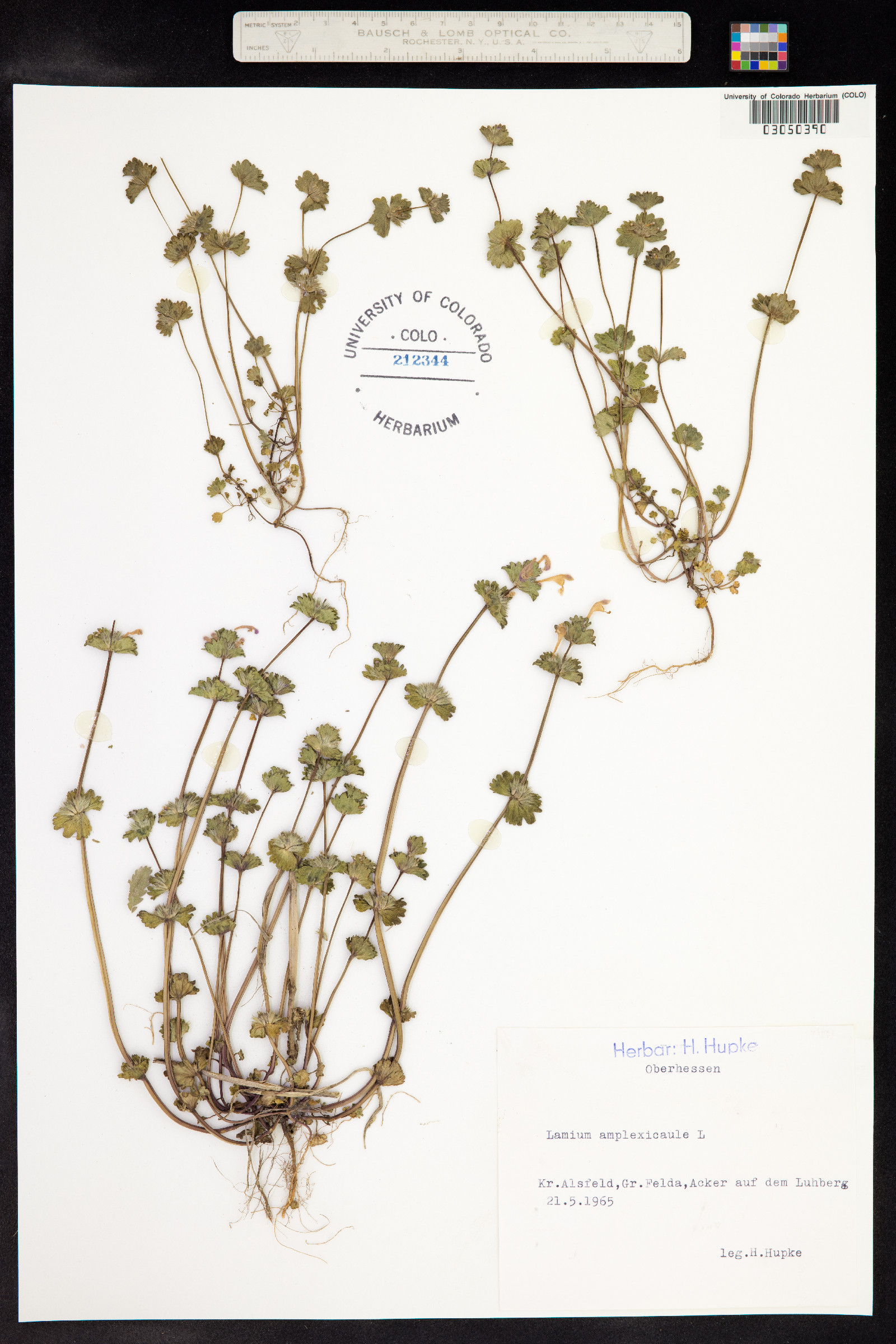 Lamium amplexicaule image