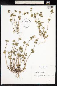 Lamium amplexicaule image