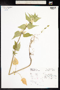 Lamium album image