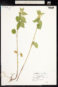 Lamium album image