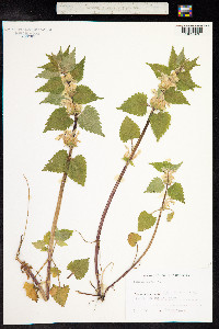 Lamium album image